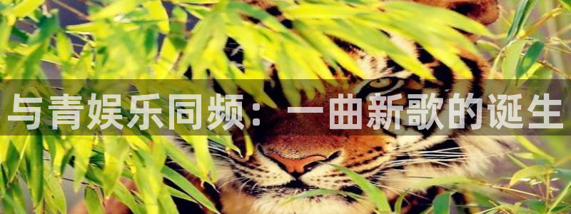 杏宇平台：与青娱乐同频：一曲新歌的诞生